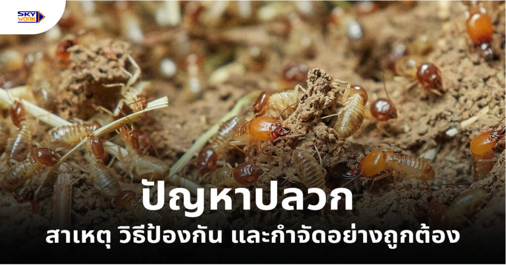 ปัญหาปลวก